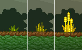 Wheat growth