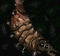 Larva SC1