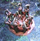Roach Den SC2 GameOld1