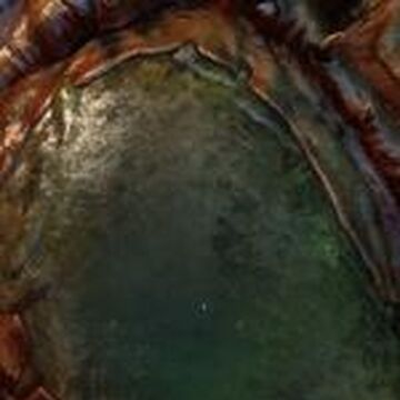 Overseer Cocoon Starcraft Wiki Fandom