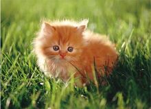 Fluffykit-0