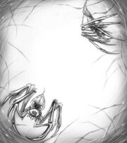 Spiders