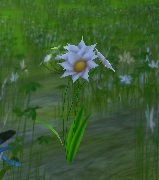 Blomma