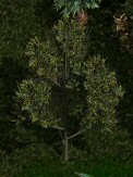 Romulan fig tree