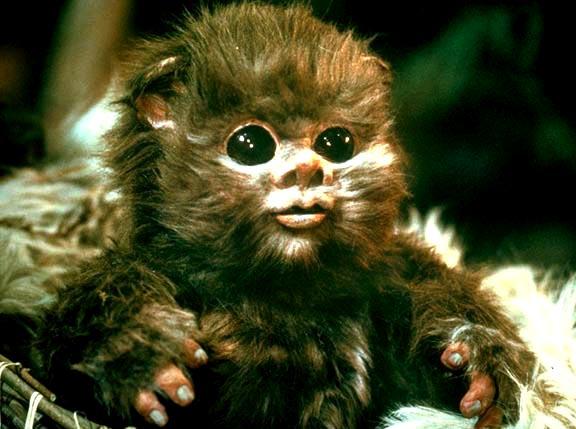 Képtalálat a következőre: „baby ewok”