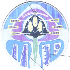 Gungan glyphs