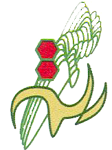 Slayn Korpil