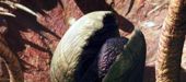 Sarlacc