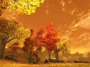 Clear-Cut Forest
