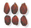 Galla seed Vis Dict