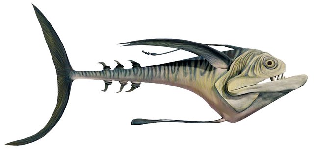 File:Ray scalefish.png