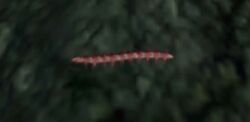 RedCentipedeYavin