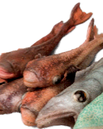 コッパーグリン Wookieepedia Fandom