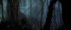 Gnarltree grove