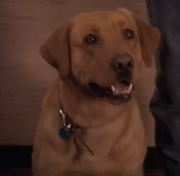 Kojak