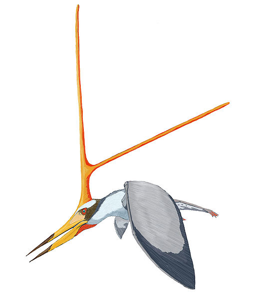 Nyctosaurus Gracilis - 525x600 - jpeg Nyctosaurus Gracilis