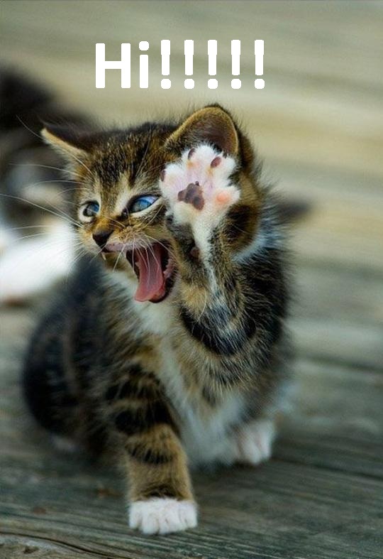 Image Cat saying hi.jpg Steven Universe Wiki FANDOM powered by Wikia