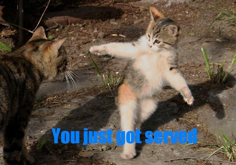 Funniest Cat Pictures Jpg Funniest Cat Pictures Jpg