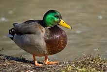 Imgresducks