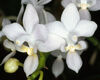 Phalaenopsis equestris Phalaenopsis equestris