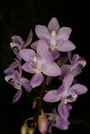 Phalaenopsis equestris Phalaenopsis equestris