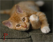 Featherpaw pic