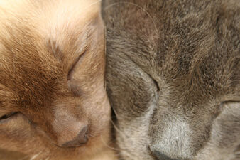 Cats by charlottethomas