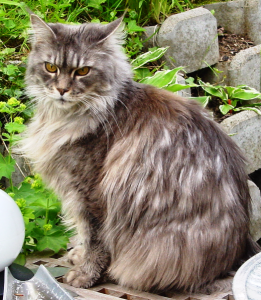 Maine-coon1