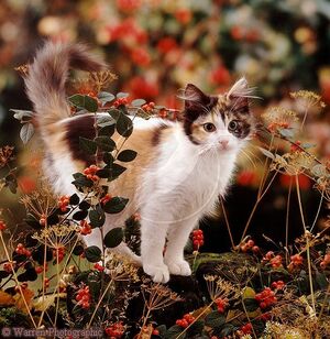 Berrykit