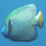 Angelfish