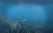 Sardine