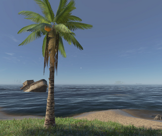 Tall Palm Tree