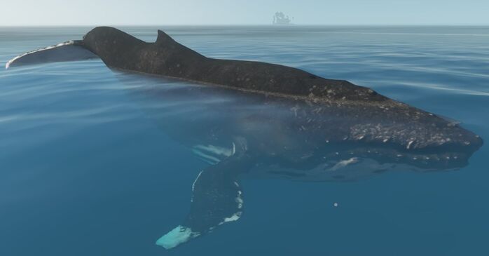 Whale
