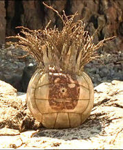 Wilson