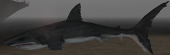 GreatWhiteShark