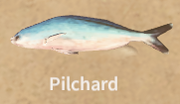 Pilchard