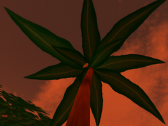 Banana tree 1 Stranded 2