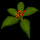 Herb02