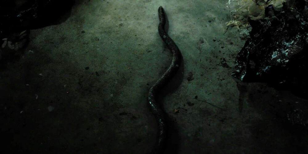Tendrills | Wiki Stranger Things (PT-BR) | Fandom