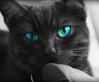 Image Black Cats Blue Eyes Animals Desktop 968x648 Hd Wallpaper