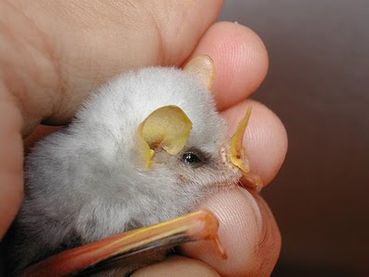 Bat form - Valeria 1