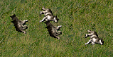 Sh wolves