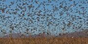 Locustswarm