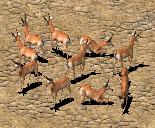 Deer