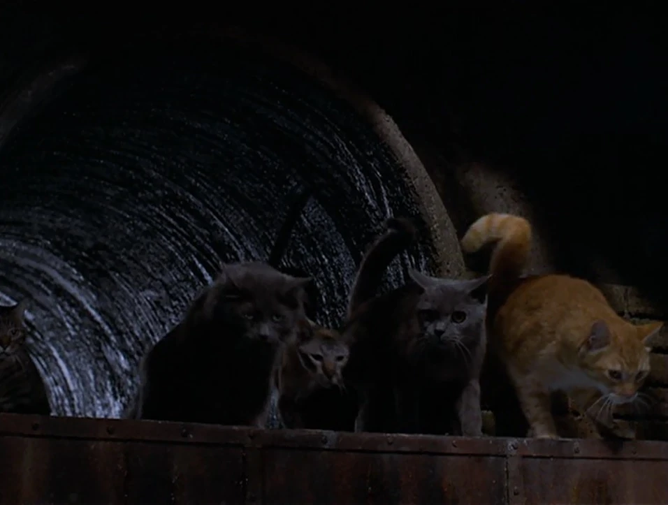 Image Unnamed Alley Cat, Monty, Red, Lucky and Smokey.jpg Stuart