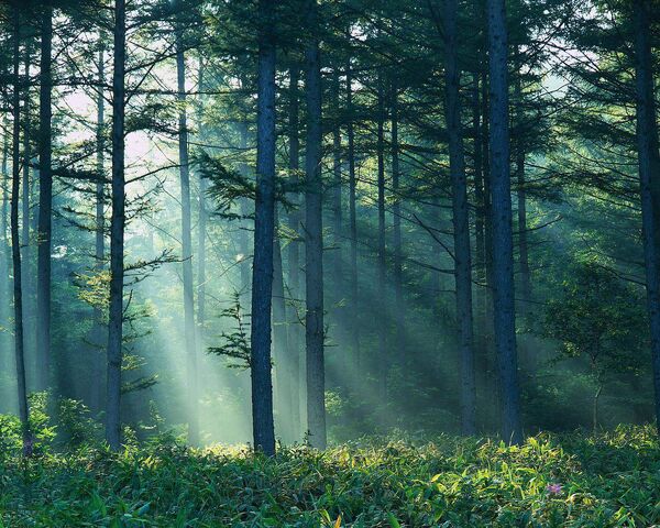 File:Forest-sunlight-grass-76772823551.jpeg