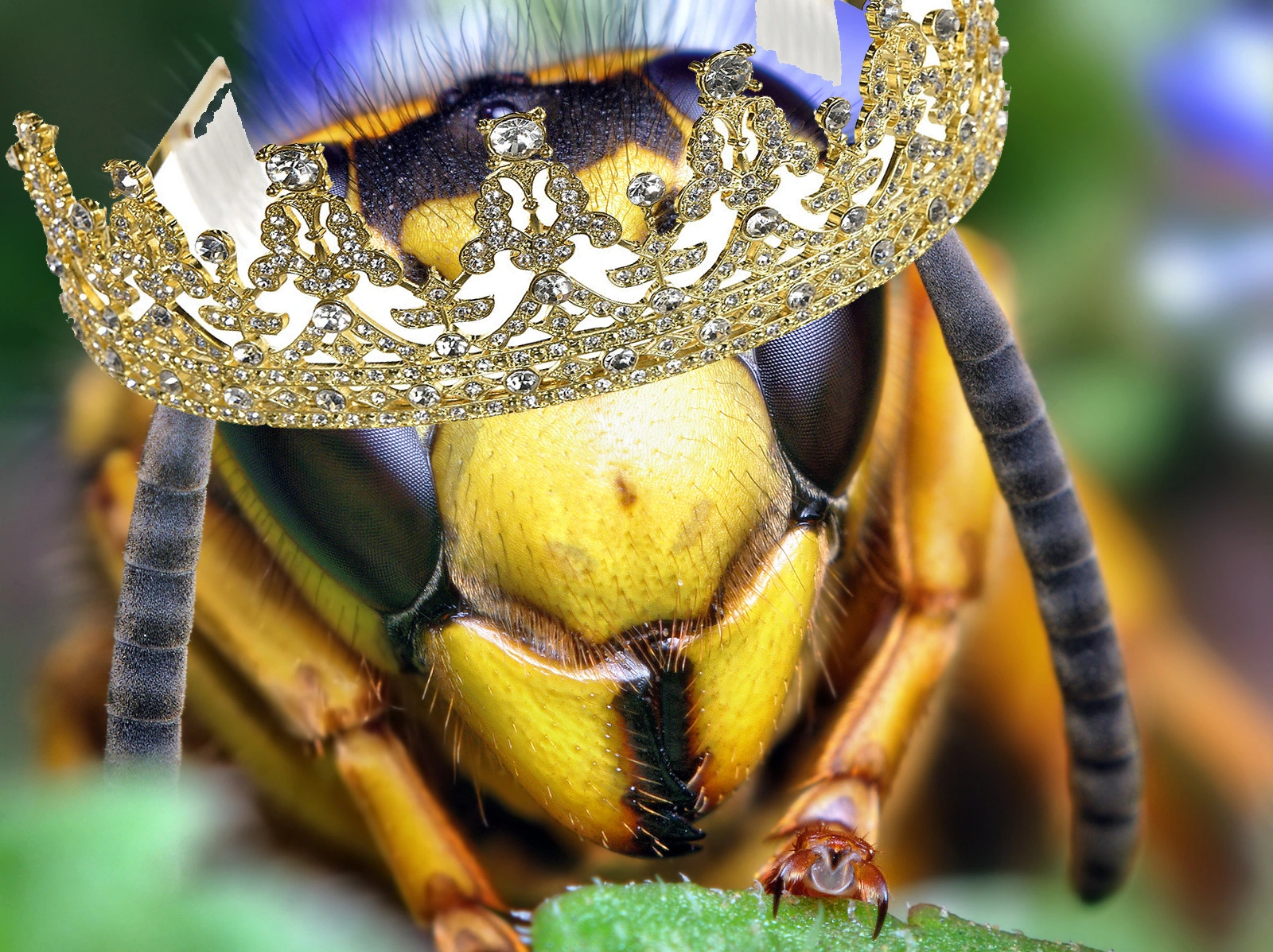 Lady Yellowjacket Stupid Wings of Fire Wiki Fandom