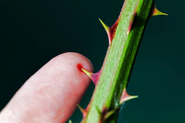 Queen Thorn Stupid Wings of Fire Wiki Fandom