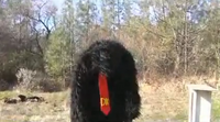 Sad Donkey Kong