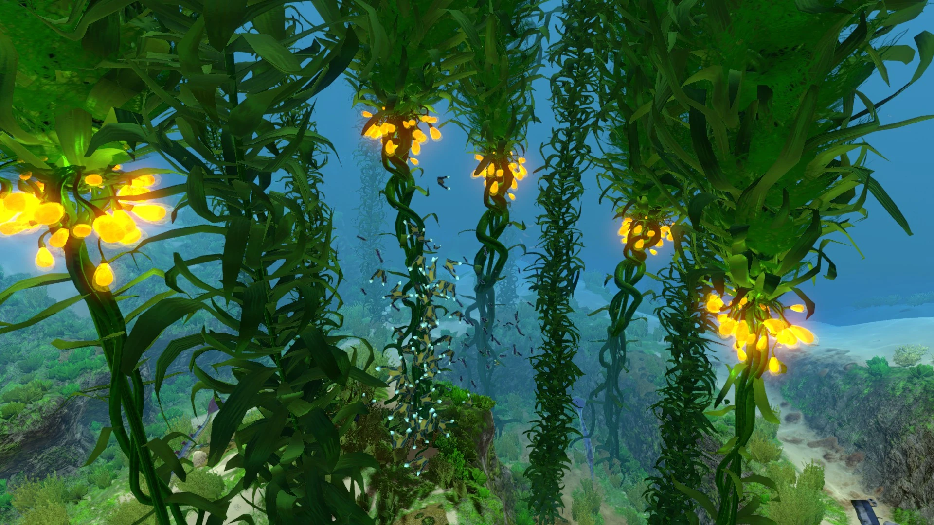 Image Kelp Forest (01).jpg Subnautica Wiki FANDOM powered by Wikia
